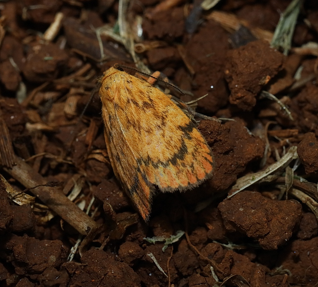 Cyme structa from Witta QLD 4552, Australia on February 7, 2026 at 12: ...