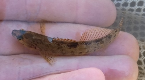 Blackfin darter (Etheostoma nigripinne) — Percidae — 2