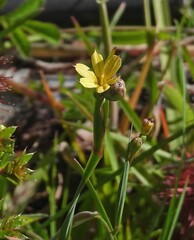 author not stated, no rights reserved Sisyrinchium patagonicum, photograph author not stated, no rights reserved