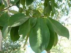 Annona muricata