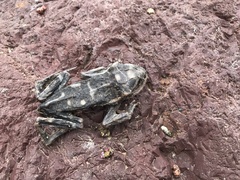 Rhinella atacamensis