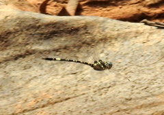 Parasynthemis regina