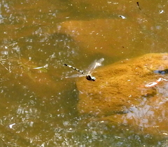 Parasynthemis regina