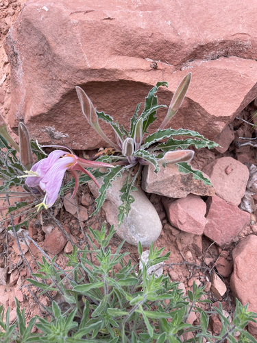 iNaturalist observation 2023-05-12