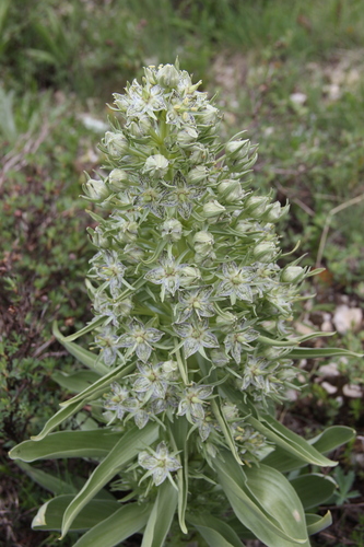 monument plant (Frasera speciosa)