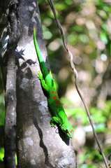 Phelsuma grandis