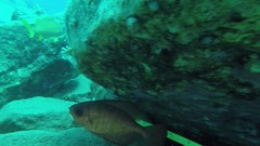 Heteropriacanthus cruentatus