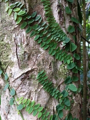 Marcgraviaceae