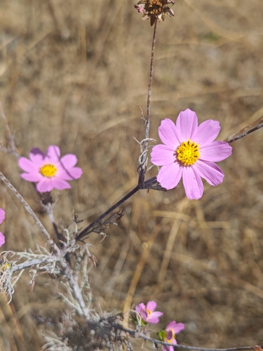 Garden cosmos