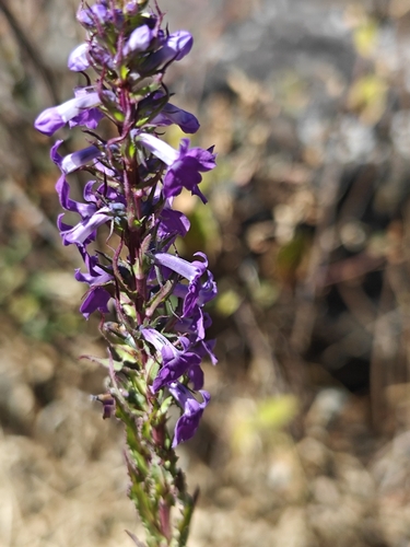 Lobelia fenestralis, photograph 6