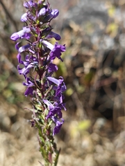 Lobelia fenestralis, photograph (c) Guillermo Huerta Ramos, some rights reserved (CC BY)