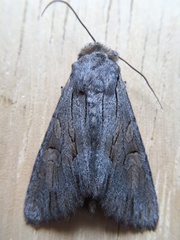 Apamea acera