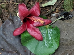 Hibiscus elatus