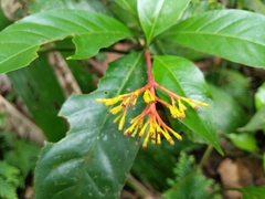 Palicourea crocea