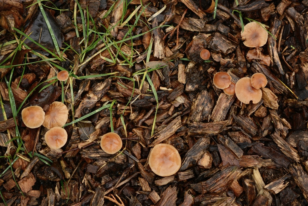 Tubaria furfuracea · February 2026 · photo: © cryptomarasmius (iNaturalist, cc-by)