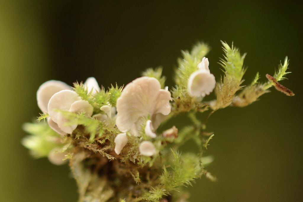 Arrhenia retiruga · February 2026 · photo: © cryptomarasmius (iNaturalist, cc-by)