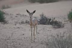 Gazella arabica