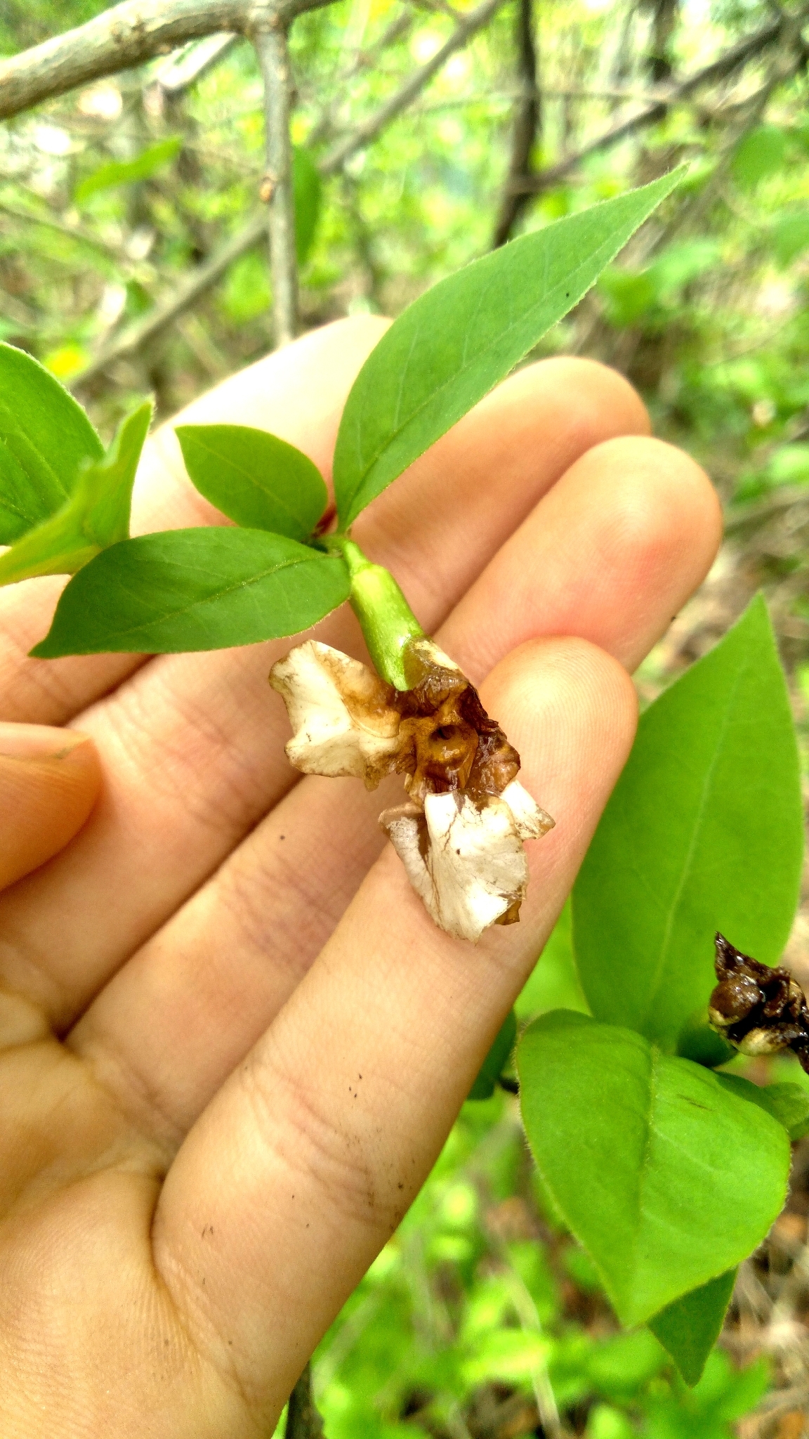 Manaca (Brunfelsia uniflora)