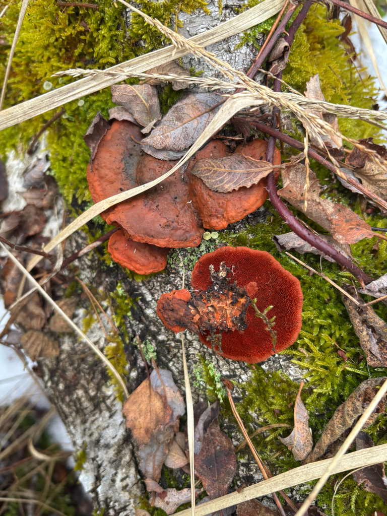 Trametes cinnabarina · February 2026 · photo: © andreass1 (iNaturalist, cc-by)