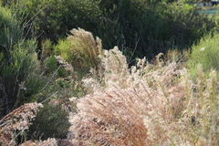 Schizachyrium condensatum
