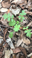 Nemophila phacelioides