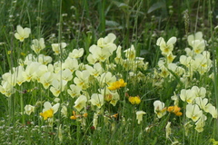 Viola lutea