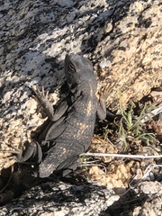 Sauromalus ater