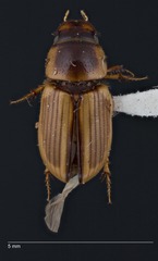 Labarrus lividus