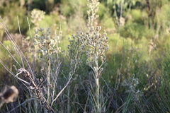 Eryngium horridum