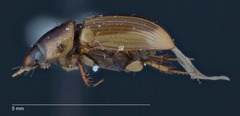 Labarrus lividus
