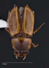 Labarrus lividus