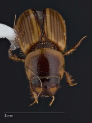 Labarrus lividus