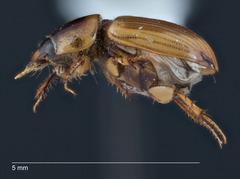 Labarrus lividus