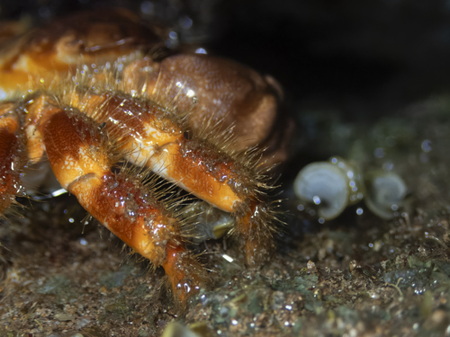 Juxtaxanthias intonsus observed 2026-01-29