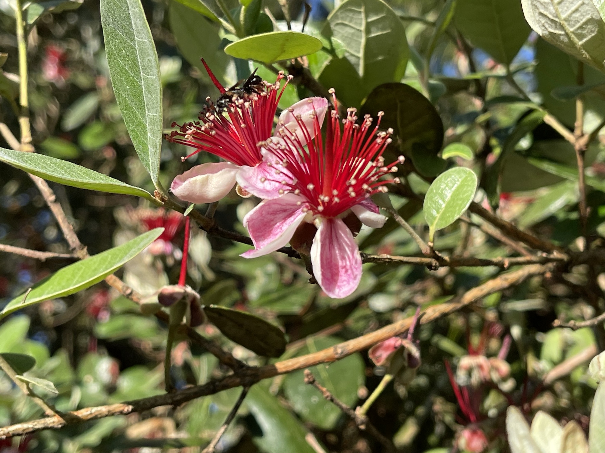 Feijoa sellowiana