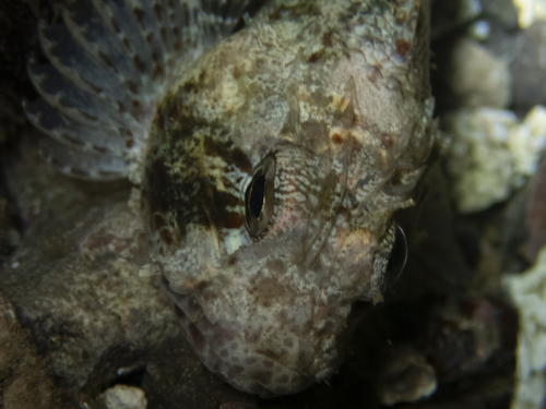 Spotfin scorpionfish (Sebastapistes ballieui) — Scorpaenidae
