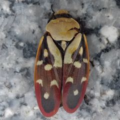 Phymatostetha rufolimbata