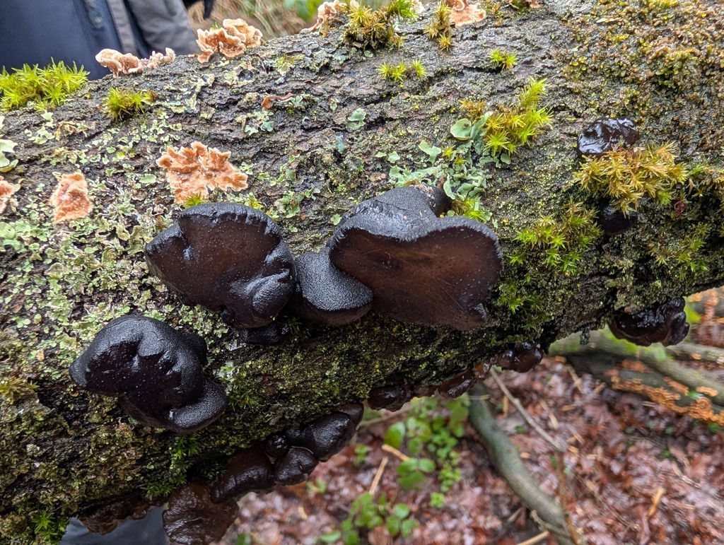 Exidia glandulosa · February 2026 · photo: © pilmar (iNaturalist, cc0)