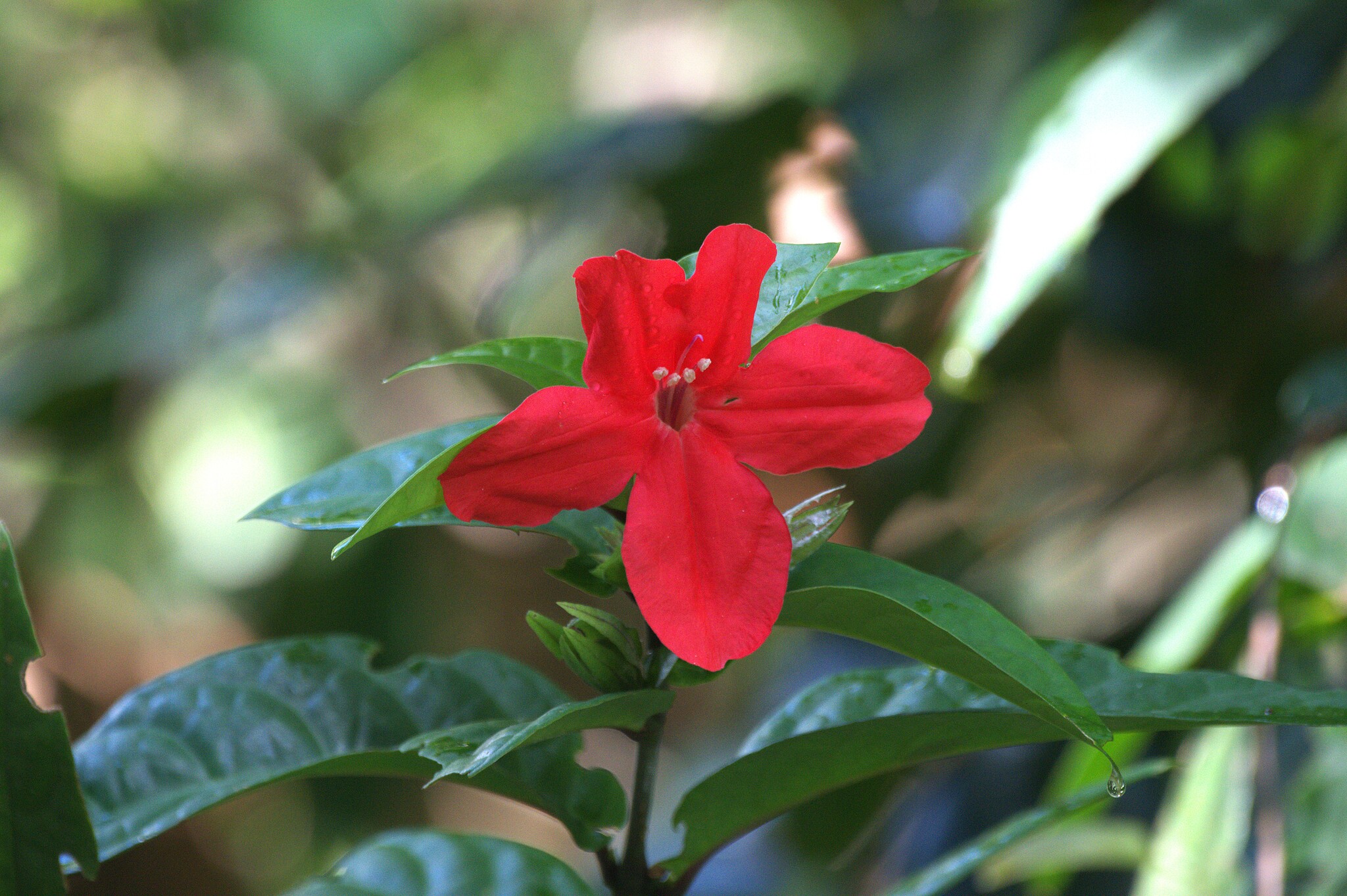 Ruellia elegans