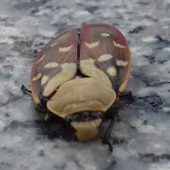 Phymatostetha rufolimbata