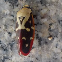 Phymatostetha rufolimbata
