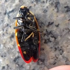 Phymatostetha rufolimbata