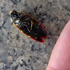 Phymatostetha rufolimbata
