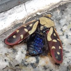 Phymatostetha rufolimbata