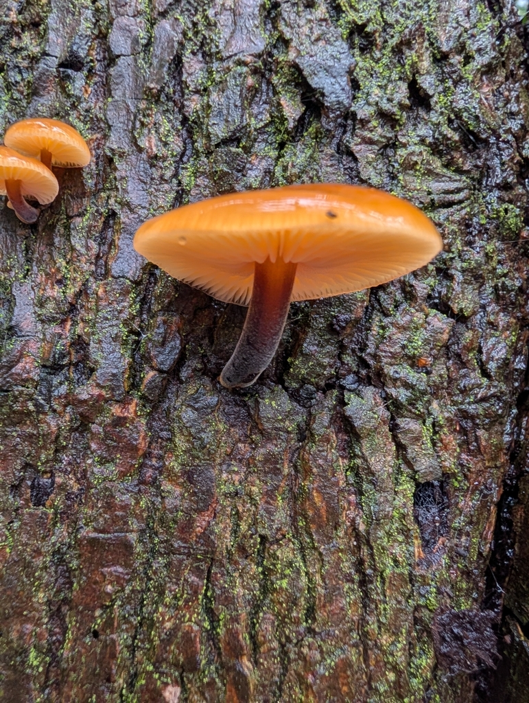 Flammulina · February 2026 · photo: © pilmar (iNaturalist, cc0)