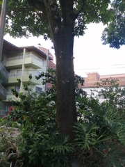 Fraxinus americana