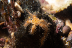 Ophiothrix