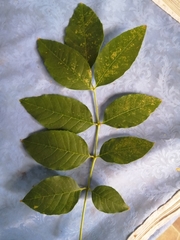 Fraxinus americana