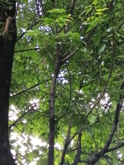 Fraxinus americana
