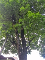 Fraxinus americana